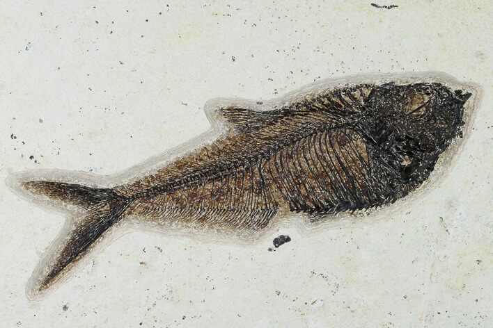 Fossil Fish (Diplomystus) - Wyoming #158558